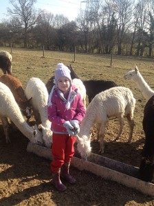 Hattie feeding the alpacas