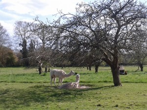 Alpacas find some shade