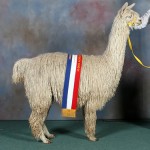 Prize winning alpacas